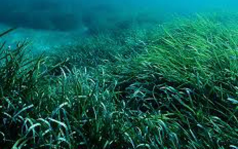 19/20 giugno 2019 – Convegno Nazionale Un’immersione nelle acque marino-costiere: i diversi colori della ricerca scientifica