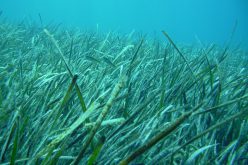 19/20 giugno 2019 – Convegno Nazionale Un’immersione nelle acque marino-costiere: i diversi colori della ricerca scientifica