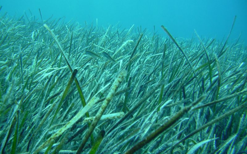 19/20 giugno 2019 – Convegno Nazionale Un’immersione nelle acque marino-costiere: i diversi colori della ricerca scientifica